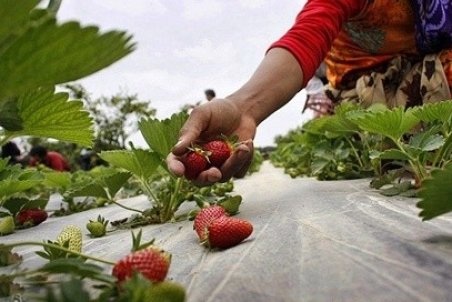 شستن توت فرنگی به روشی صحیح و مطمئن