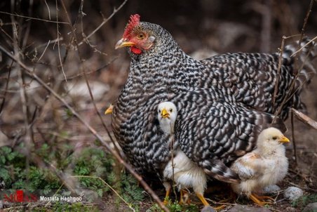 قاچاق جوجه یک روزه؛ دسته‌گل جدید بازار مرغ/ مجلس به وزیر جهاد کشاورزی تذکر داد