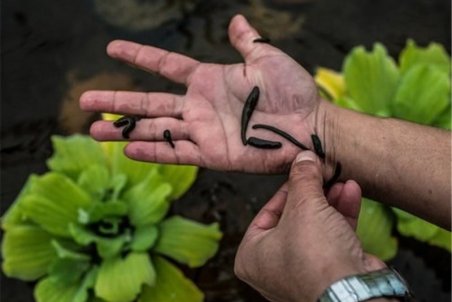 تولید زالوی طبی در قزوین ۲۱ درصد افزایش یافت