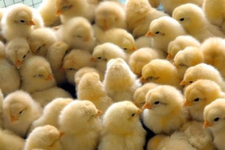 تشریح دلایل گرانی جوجه یکروزه/ قیمت جوجه کمتر از ۵۰۰۰ تومان نیست