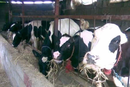 ارز تخصیص دهند؛ کمتر از یک ماه نهاده دامی وارد می‌کنیم