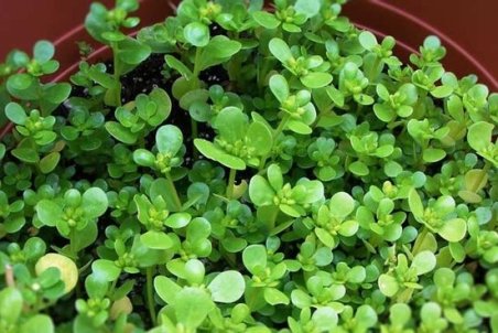 رفع تشنگی با مصرف گیاه خرفه در ماه مبارک رمضان