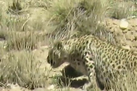 تصاویری از یک قلاده پلنگ در ارتفاعات فیروزکوه