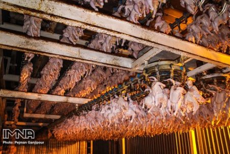 جوجه‌ریزی در فروردین‌ماه کاهش نیافته است