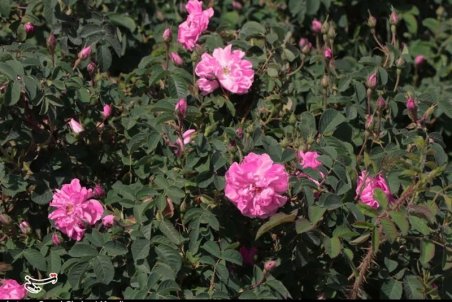 قیمت خرید هر کیلوگرم گل محمدی در کاشان ۲۰ هزار تومان تعیین شد