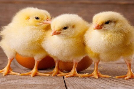 اسداله نژاد : تولید جوجه یک روزه ۱۰ درصد کاهش پیدا کرده است