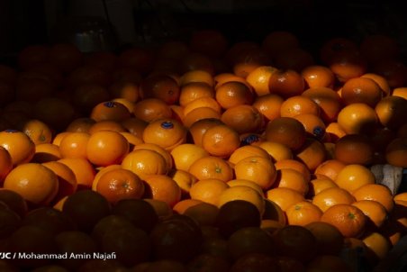 شادلو : سیب در سردخانه داریم اما اجازه صادرات نداریم