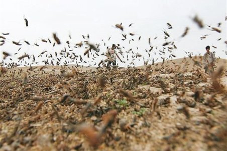 علت حمله ملخ‌ها به مزارع اصفهان؛ بارندگی احتمال حمله ملخ‌ها را بیشتر می‌کند