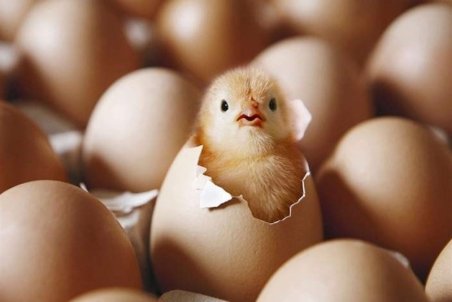 معاون وزیر جهاد کشاورزی: افزایش قیمت جوجه یک روزه تخلف است