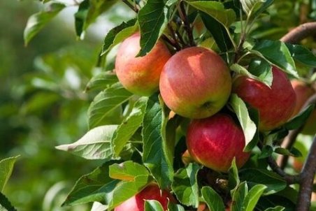 با خوردن سیب سیستم ایمنی خود را تقویت کنید