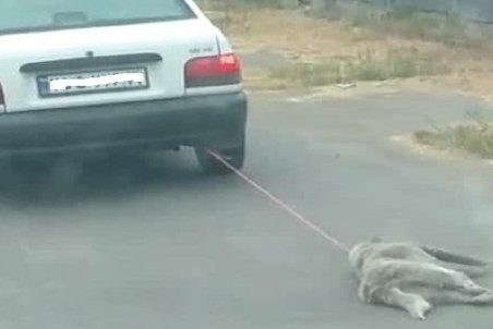 سکانسی تلخ از حیوان آزاری + فیلم