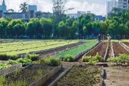 سامانه هوشمند کشاورزی در البرز رونمایی می شود