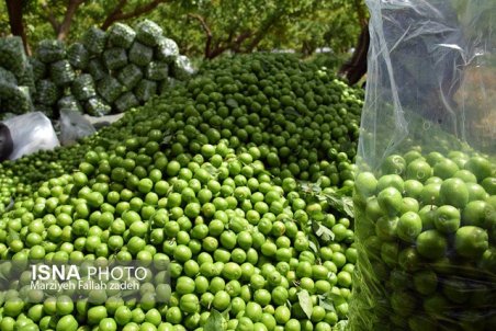 گوجه سبز و ممنوعیت خوردن آن