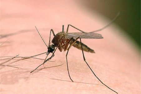 جولان "سالک" در اردستان/ چرا جلوی شیوع بیماری گرفته نمی‌شود؟