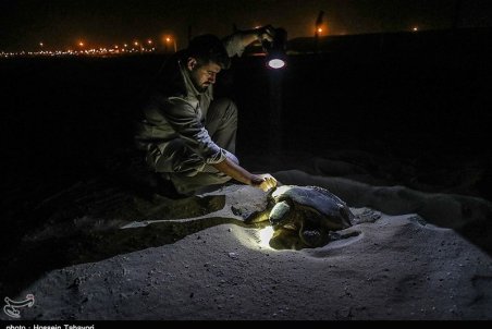 اهالی قشم برای بقای لاک‌پشت‌های پوزه عقابی تلاش می کنند