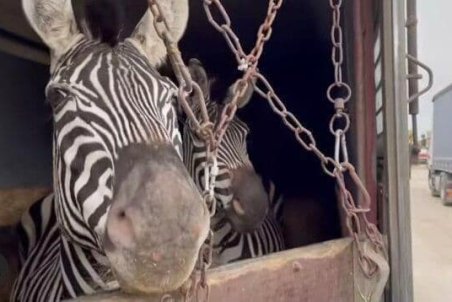 مرگ گورخر آفریقایی در یکی از باغ‌وحش‌های تهران