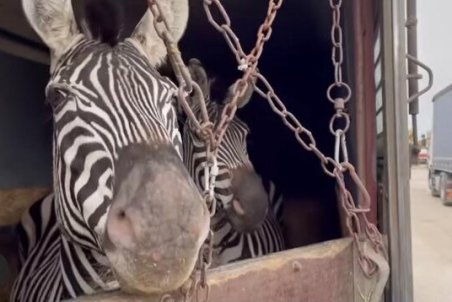 سازمان محیط زیست مجوز واردات حیات وحش را صادر نکند