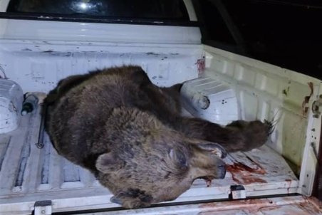 شلیک سودجویان بر قلب محیط زیست در سمیرم/ روایت از یک قلاده خرس که قربانی خرافه‌‌ و باورهای غلط مردم شد