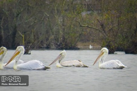 اگر آب به بختگان نرسد فلامینگوها تلف می‌شوند