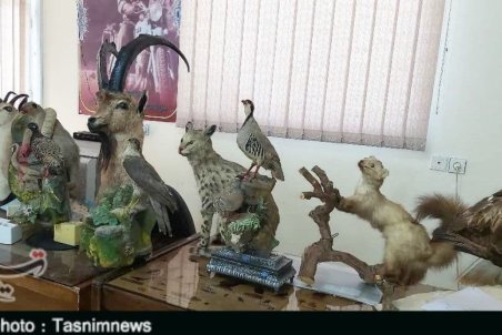 حمله به حیات وحش لرستان؛ جسد ۱۲ گونه جانوری تاکسیدرمی شده کشف شد+ تصاویر