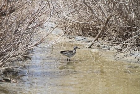 آبگیری ۴۰ درصد از تالاب کجی نهبندان/گیاهان کم آب بر کشت شود