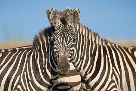 منتظمی: مجوز ورود گورخر آفریقایی کاملاً قانونی است/ قاچاق قانونی دروغ است