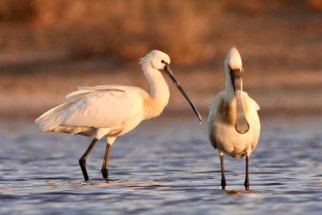 جوجه‌هایی که گلویشان از پلاستیک پر شده