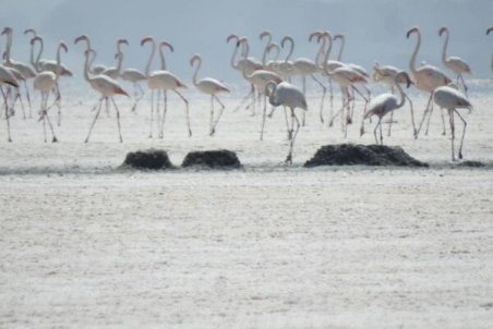 حقابه بختگان در پاییز رهاسازی شد/ امکان اختصاص مجدد حقابه نیست