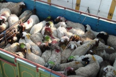 چند راهکار برای کاهش قیمت گوشت