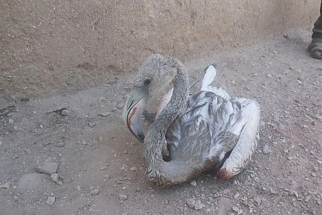 ماجرای پیش‌بینی تلف شدن فلامینگوهای بختگان؛ آب منطقه‌ای برای نجات جوجه‌ها قول داد