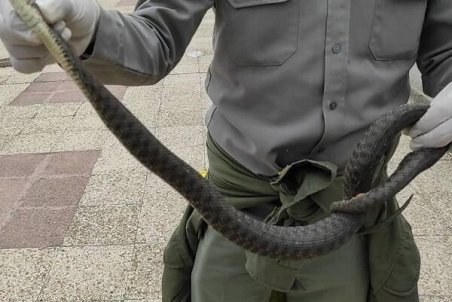 مارهای مشاهده شده در انزلی سمی نیستند