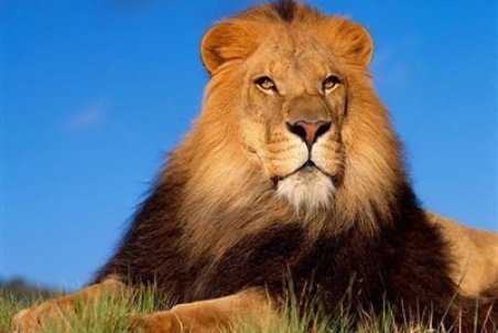 ماجرای رویت یک قلاده شیر در کوه‌های خرم‌آباد چیست؟