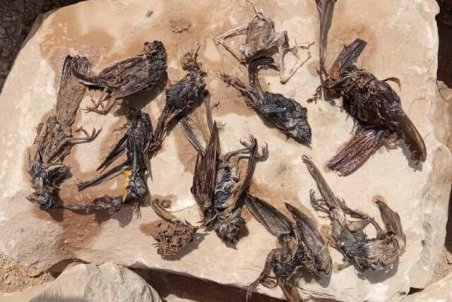 مرگ پرندگان در سواحل گناوه