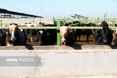 امکان استفاده دام و طیور از پساب فاضلاب وجود ندارد