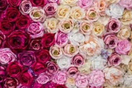 کاشت و پرورش گل رز در باغچه به روش هلندی ها