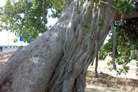 درخت لیل نای بند ثبت ملی شد