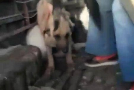 جنجال سگ‌ها در تبریز