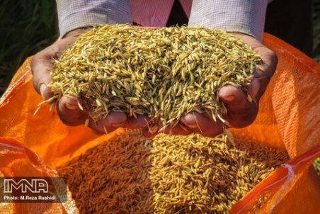 برنج خارجی تقاضا ندارد