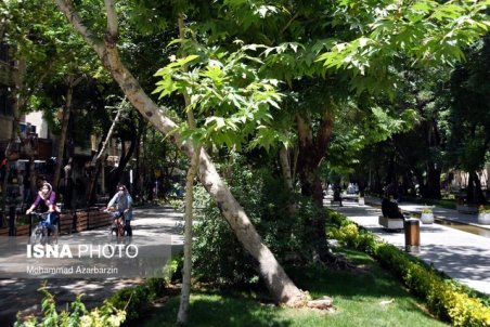 حذف درختان پرخطر در شهر اصفهان