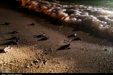 پوزه‌عقابی‌های متولد ۱۴۰۰ در قشم دل به دریا زدند