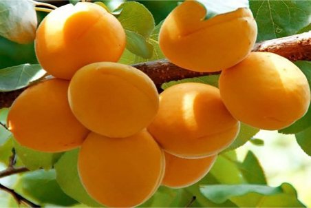 هسته زردآلو مفید است یا مضر؟