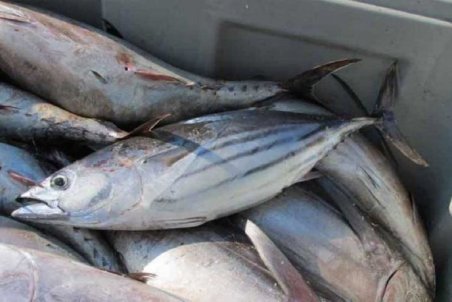 قطعی برق به مزارع قزل آلا آسیب زد/ نرخ هر کیلو قزل آلا ۴۵ هزار تومان