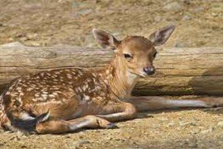 تولد دو رأس گوزن قرمز ایرانی در پارک ملت تهران/ آخرین وضعیت توله فیل باغ وحش ارم