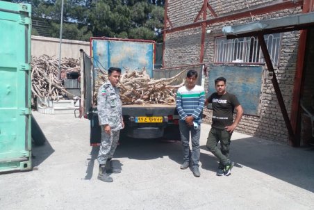 قاچاق شبانه تاغزارهای دست کاشت سرخس با خاور