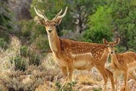 نگهداری بیش از ۵۰ راس گوزن زرد در سایت آزادی ایلام