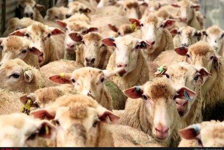 افزایش ۸۰ تا ۱۰۰ درصدی عرضه دام مولد برای ذبح/ اوضاع بسیار نگران کننده است