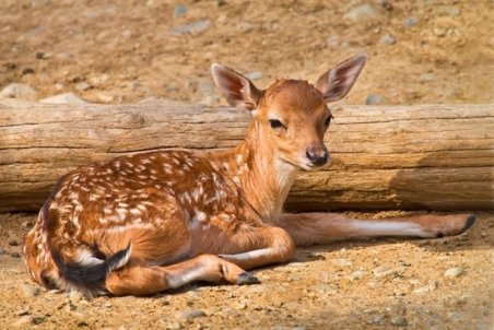 افزایش زادآوری گوزن زرد در سایت تکسیر ارسنجان