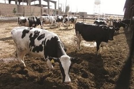 خریداری گوشت از منابع داخلی به جای واردات