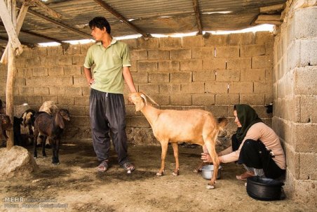 انگل «توکسوپلاسماگوندی» با جوشاندن شیر از بین می‌رود