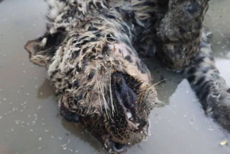 کشف لاشه یک قلاده پلنگ در حوالی پارک ملی ساریگل خراسان شمالی